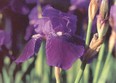 Bearded irises are easy to grow in most parts of Canada.