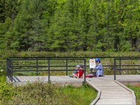 Jessica Rees picked a pretty cool spot for a picnic, at Sifton Bog in London. She was with her sons Simon, 4, and Philip, 5. (Mike Hensen/The London Free Press)