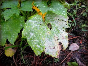 Powdery mildew is a fungal disease that begins to take over the plants by spreading layers of spores across the top of leaves, gardening columnist Denise Hodgins says.