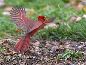 Londoners picked the northern cardinal as the city's official bird in an online poll that launched in May. (Free Press file photo)