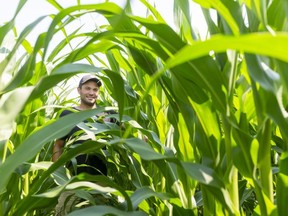 Corn planted at the end of April reaches over the head of Ilderton farmer Adam Robson Tuesday. He said the crop looks good because an early dry period forced root growth and sufficient moisture and heat are helping top growth. (Mike Hensen/The London Free Press)