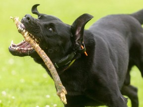 Hank, a stick-loving Labrador owned by Luke Rastapkevicius and Katie Lyons, is caught in an embarrassing instant when he almost lost the grip on his stick. He recovered nicely. (Mike Hensen/The London Free Press)