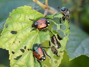 Only about a centimetre in length, the Japanese beetle is capable of destroying fruit trees, shrubs, ornamental vines, vegetables and field crops.