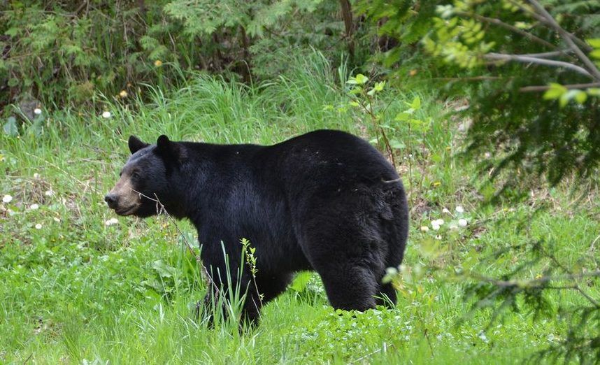 Bears around London