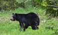 A black bear that made its way into Owen Sound in May 2015. (File photo)