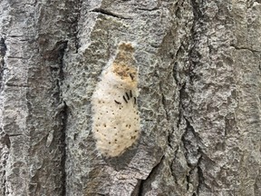 Gypsy moth egg masses can be scraped from tree trunks. (JEAN LEVAC/Postmedia News)