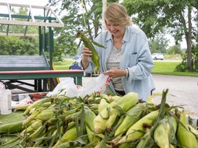 Londoner Jane Hilton buys sweet corn at Burke's Produce, on Sunset Drive in St. Thomas. "It's great that we have this nearby," she said of the local produce. A different crop, field corn, is doing well despite an abundance of rain in July and too much cloud cover. (Derek Ruttan/The London Free Press)
