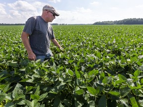 Brian Fletcher of Komoka checks on his 85-acre soybean field west of London on Thursday August 12, 2021. Fletcher said he's not complaining about his crop, when compared to what farmers in western Canada are facing this summer. Fletcher said his beans are big enough now that they can tolerate more water, but "we need heat now," he said, adding an old saying: "July makes corn, and August makes beans." Mike Hensen/The London Free Press