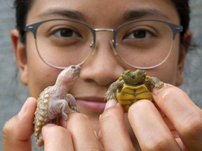 Sam Arevalo of the Upper Thames River Conservation Authority holds up two rarities: An albino baby snapping turtle and a two-headed map turtle. (Mike Hensen/The London Free Press)