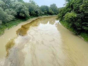 Brown algae, seen here in the Thames River at Kent Bridge, has been seen from west of Chatham east to Melbourne Road, near London. Handout/Chatham Daily News