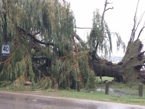 A 60-year-old willow tree on the Port Elgin waterfront near North Shore Park was one of many trees downed as a severe storm hit the area Tuesday afternoon. Power lines were knocked down and power was out in some areas. (Frances Learment)