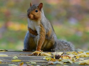 To prevent a squirrel from dining on your bulbs try planting them in baskets. (BARBARA TAYLOR/The London Free Press)