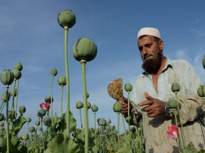 An Afghan farmer harvests opium sap from a poppy field in the Chaparhar district of Nangarhar province in 2016. The Taliban's return to power in Afghanistan sets up conditions that could boost opium production there. (Noorullah Shirzada/AFP Photo/Getty Images)