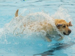 Cody a yellow lab owned by Taylor Evans was having a grand old time at the East Park wave pool at the Humane Society's fourth annual bark and splash in London. Photo taken on Sunday Sept. 12, 2021. (Mike Hensen/The London Free Press)