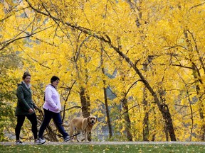 Edmontonians walk through the fall colours in Edmonton's Hawrelak Park, Wednesday Oct. 6, 2021. Photo by David Bloom