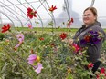 Janis Harris of Harris Flower Farm in St. Thomas cuts some dahlias Friday in the greenhouse at the farm. With many traditional sources for florists cut off by the fallout of the pandemic and bad weather, Harris's business has been busy, but serving a lot of new customers hasn't been simple. (Mike Hensen/The London Free Press)