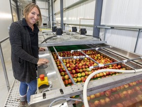 Christine Vermeer of Vermeer Orchards shows off their new automated line Tuesday, Oct. 19, 2021, which washes the fruit before sorting up to 16 different varieties of apples that they grow at the farm south of Aylmer. (Mike Hensen/The London Free Press)