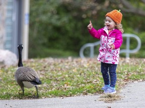 Two year old Florence Giannoulis tries to make friends with a goose while on stroll through Springbank Park with her mother Rebecca in London. Derek Ruttan/The London Free Press