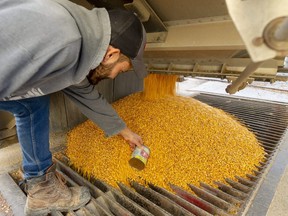 Adam Robson reaches in with an old tin can to grab a sample of the corn he's unloading from a semi-trailer. The sample is weighed and tested for moisture content. Robson, whose family owns and operates a corn dryer on Ilderton Road, says this year's corn crop "could be the best year ever." (Mike Hensen/The London Free Press)
