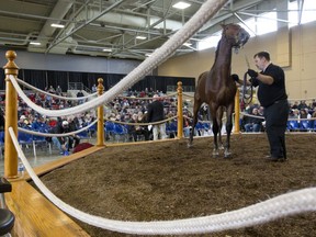 Handler Kevin Hie of Burlington shows Show Me The Mach, a bay colt raised by Tara Hills Stud Ltd. in Port Perry, during the Forest City Yearling Sale at Western Fair District in October 2016. Western Fair announced Thursday it plans to hold its first in-person yearling sale since 2019 in October. The annual yearling sale sees hundreds of buyers from around the region bid on young horses for their stables. (Free Press file photo)