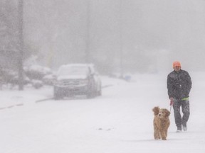 Jay Intzandt walks his young golden doodle Winnie through a short intense snow squall in London on Monday March 28, 2022. (Mike Hensen/The London Free Press)