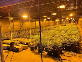 Officers found thousands of cannabis plants at an illegal growing operation on Mersea Road 5 near Leamington Thursday, provincial police say. (Submitted)