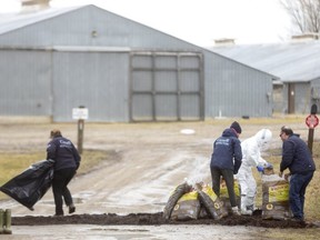 Officials from the Canadian Food Inspection Agency make a line of mulch on Thursday, March 31, 2022, on the driveway of a poultry farm in Oxford County. One person is wearing a full hazardous-materials suit. (Mike Hensen/The London Free Press)