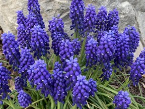 These grape hyacinths beautifully bloomed in London in April 2021.
BARBARA TAYLOR/LONDON FREE PRESS