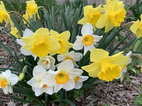 Enjoy the spring daffodils, but it may be to early to for some lawn maintenance, Denise Hodgins advises.
BARBARA TAYLOR/LONDON FREE PRESS