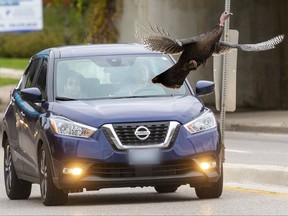 Shocked motorists hit the brakes as a turkey that strolled out into traffic takes off just before impact on Oxford Street West near the CN Rail overpass in London on Oct. 26, 2021. This photo was runner-up in the feature photography category (over 25,000 circulation) at the 2021 Ontario Newspaper Awards. Mike Hensen/The London Free Press