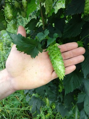 The Vista hop variety is quite unique as the cones are extremely large.  (SANNERUD HOP CONSULTING)