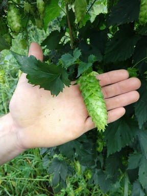 The Vista hop variety is quite unique as the cones are extremely large. (SANNERUD HOP CONSULTING)