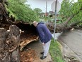 Phil Hanley inspects the damage after a lightning strike blew out the trunk of a tree at the corner of Smith and May streets in London during Saturday morning’s storm on May 21, 2022. The tree snapped nearby power lines and poles, knocking out electricity to the neighbourhood, while its upper branches crashed into the home across the street. (Bruce Urquhart/Postmedia)