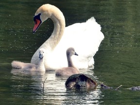 The City of Stratford has reported that one of its young swans has died from avian flu. (Postmedia file photo)