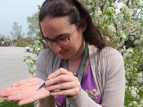 Grace Holloway, a public health inspector with Lambton public health, holds the kind of tick that can cause Lyme disease. The agency is urging precautions after a large increase in the number of ticks with the bacteria causing Lyme disease was found at Pinery Provincial Park.