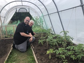 Pastor Kevin George (left) and city hall environment director Jay Stanford check on young tomato plants in one of several greenhouses used to grow food for those in need at St. Aidan's Anglican Church on Oxford Street West. The church hosted the kickoff to the London Food Bank's latest food drive on Wednesday morning, with a focus on encouraging Londoners to donate fresh food to the campaign. (MEGAN STACEY/The London Free Press)