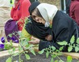 Arjumand Ghani, left, and Nigar Islam admire plants during a ceremony Monday, June 6, 2022, to dedicate a new community garden at Maple Grove Park in northwest London to the Afzaal family. (Derek Ruttan/The London Free Press)