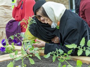 Arjumand Ghani, left, and Nigar Islam admire plants during a ceremony Monday, June 6, 2022, to dedicate a new community garden at Maple Grove Park in northwest London to the Afzaal family. (Derek Ruttan/The London Free Press)