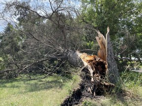 An uprooted tree is shown along Churchill Line, east of Wyoming, where a storm with heavy winds and rain hit Plympton-Wyoming Tuesday evening. Another line of storms moved through the London region on Wednesday evening. 
Terry Bridge/The Observer
