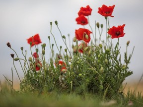 Wild poppies grow at First World War sites in Belgium. The sight of the poppy growing by the graves of soldiers inspired Canadian soldier John McCrae to write one of the most famous First World War poems, "In Flanders Fields."