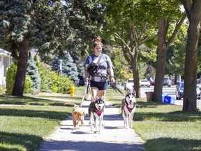 Emily Thibert walks her dogs Cooper, left, Scout and Mika in London on Thursday. "They keep me active and happy," she said. But a separate person, a letter writer new to London, says the city could be more empathetic to dog owners who have just moved here. (Derek Ruttan/The London Free Press)
