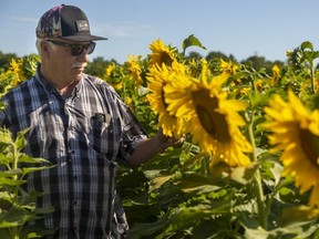 Jay Curtis of Elgin County inspects the crop in his field he calls Sunflowers for Hope. In the last two years, Curtis has raised  money for cancer care by allowing people to use the field for photos in return for an online donation. He also harvests the seeds for cooking oil. Photograph taken July 31, 2022.  (Mike Hensen/The London Free Press)