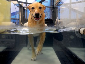 Reese, an eight-year-old German shepherd/Labrador cross, is shown during a workout at the London Regional Veterinary Emergency and Referral Hospital on Adelaide Street in this Postmedia file photo from Nov. 1, 2018.