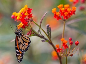 A monarch butterfly feeds on the nectar of Asclepias, a member of the milkweed family. (Free Press files)
