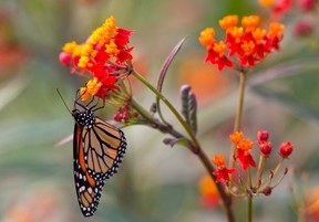 A monarch butterfly feeds on the nectar of Asclepias, a member of the milkweed family. (Free Press files)