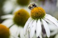 A bumble-bee searches for nectar at the Queen Elizabeth II Sunken Garden's at Jackson Park, on Thursday, August 4, 2022.  (DAX MELMER/Postmedia Network)