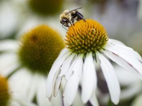 A bumble-bee searches for nectar at the Queen Elizabeth II Sunken Garden's at Jackson Park, on Thursday, August 4, 2022.  (DAX MELMER/Postmedia Network)