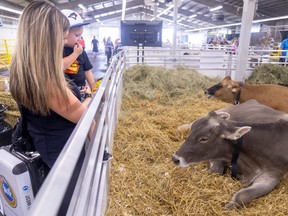 Selena Rossi holds her son Gavin Rossi-McNorgan, 2, as they look at Swiss brown and jersey dairy cows in the agricultural exhibit at the Western Fair in London on Wednesday, Sept. 14, 2022. (Mike Hensen/The London Free Press)