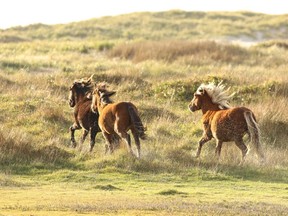 Wild horses run on the grasslands of the remote Sable Island National Park Reserve on the Atlantic coast's Sable Island, Nova Scotia, Canada in an undated photograph. Parks staff on Sable Island are preparing for the arrival of Hurricane Fiona. (Sarah Medill/Parks Canada/Handout via REUTERS)