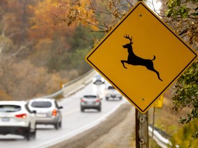 The number of vehicle-deer collisions is rising amid the breeding season for the whitetails in and around London. Photograph taken on Wednesday October 26, 2022. (Mike Hensen/The London Free Press)